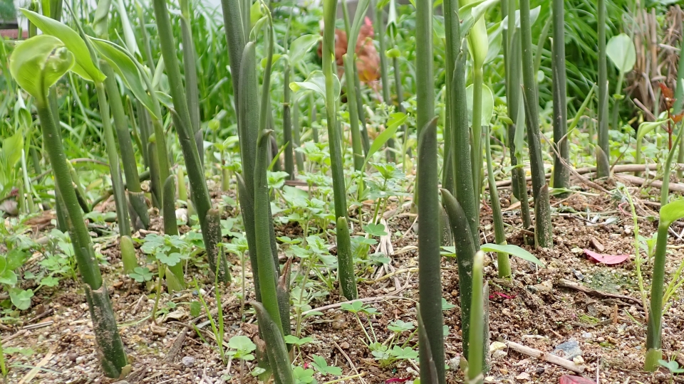 陽性植物と陰性植物の違いをわかりやすく解説