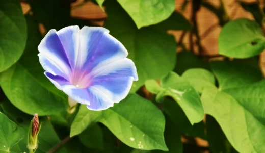 長日植物・短日植物・中性植物の違いをわかりやすく解説