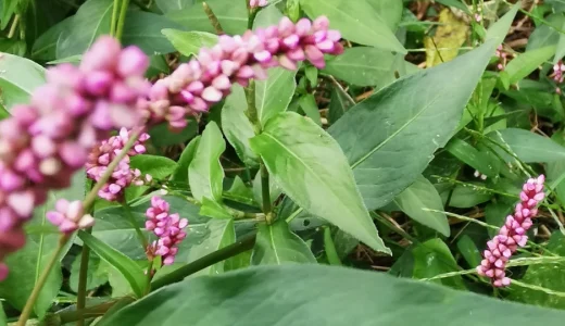 イヌタデ（犬蓼）の花言葉｜赤まんまの由来と俳句・和歌の紹介