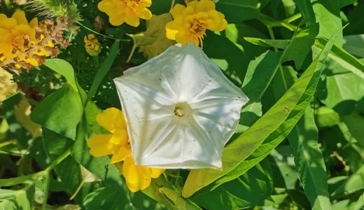 空芯菜の花が咲いたので自家採種できるか待ってみた結果