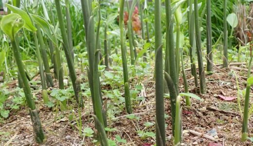 陽性植物と陰性植物の違いをわかりやすく解説